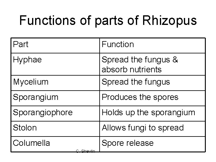 Functions of parts of Rhizopus Part Function Hyphae Mycelium Spread the fungus & absorb