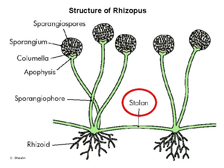 Structure of Rhizopus C. Shevlin 