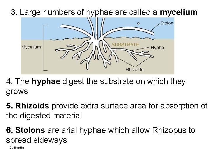 3. Large numbers of hyphae are called a mycelium 4. The hyphae digest the