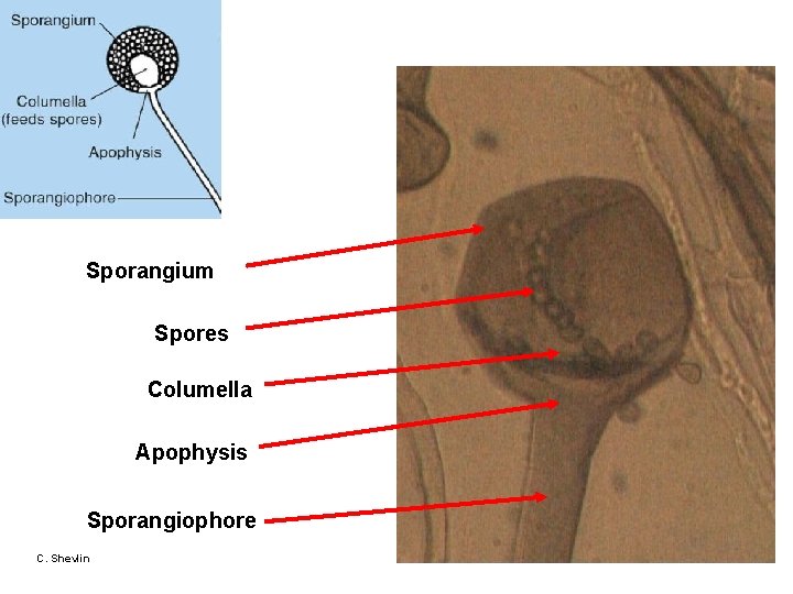 Sporangium Spores Columella Apophysis Sporangiophore C. Shevlin 