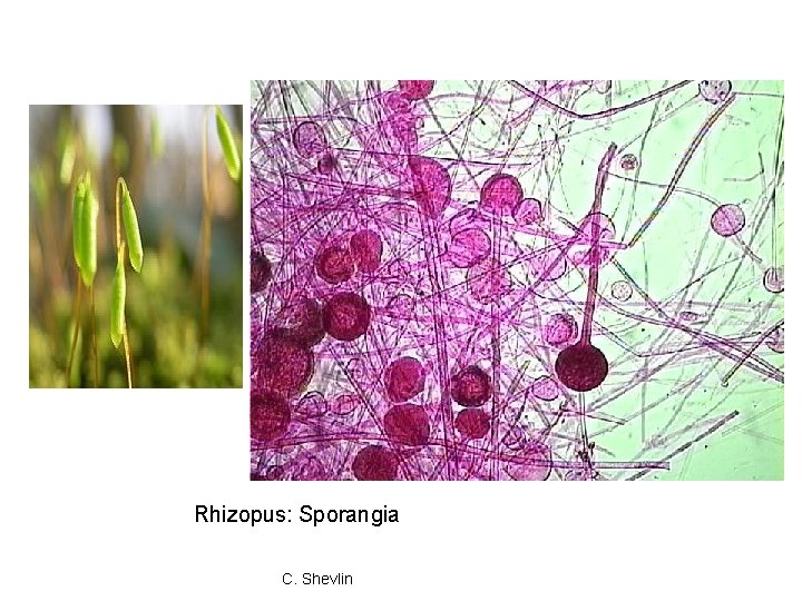 Rhizopus: Sporangia C. Shevlin 