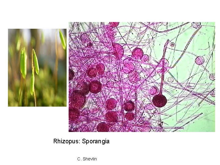 Rhizopus: Sporangia C. Shevlin Rhizopus: Sporangia C. Shevlin