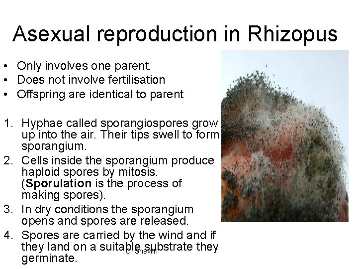 Asexual reproduction in Rhizopus • Only involves one parent. • Does not involve fertilisation