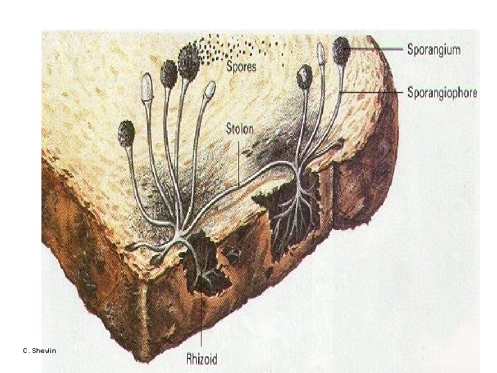 C. Shevlin 