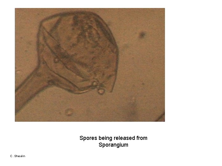 Spores being released from Sporangium C. Shevlin 