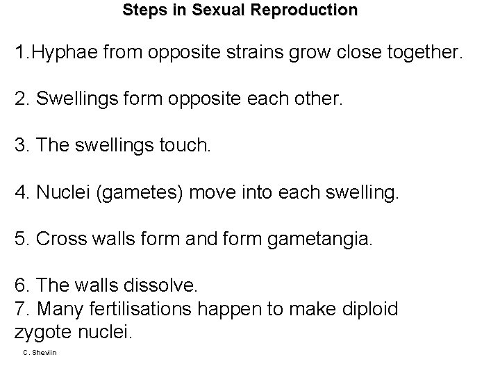 Steps in Sexual Reproduction 1. Hyphae from opposite strains grow close together. 2. Swellings Steps in Sexual Reproduction 1. Hyphae from opposite strains grow close together. 2. Swellings
