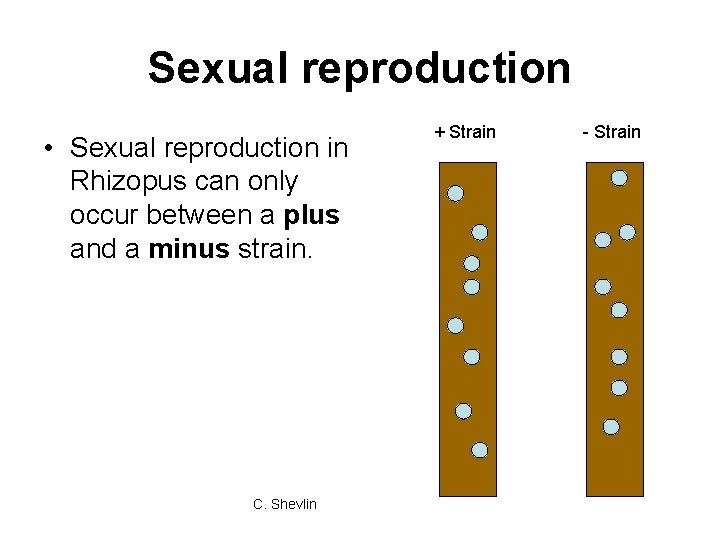Sexual reproduction • Sexual reproduction in Rhizopus can only occur between a plus and