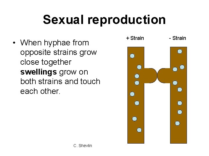 Sexual reproduction • When hyphae from opposite strains grow close together swellings grow on