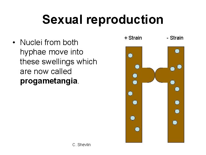 Sexual reproduction • Nuclei from both hyphae move into these swellings which are now Sexual reproduction • Nuclei from both hyphae move into these swellings which are now