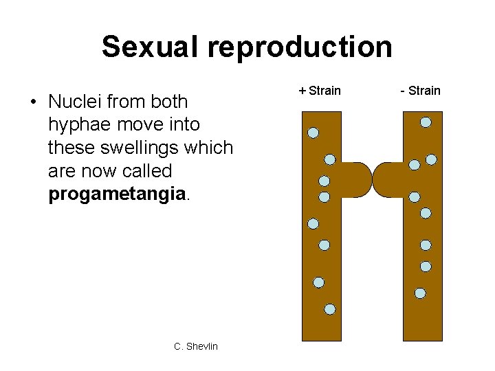 Sexual reproduction • Nuclei from both hyphae move into these swellings which are now