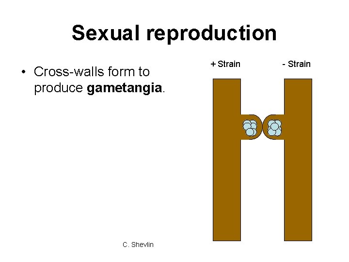 Sexual reproduction • Cross-walls form to produce gametangia. C. Shevlin + Strain - Strain