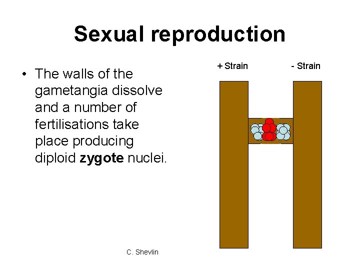 Sexual reproduction • The walls of the gametangia dissolve and a number of fertilisations