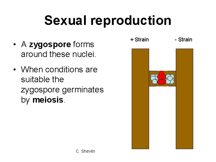 Sexual reproduction • A zygospore forms around these nuclei. • When conditions are suitable