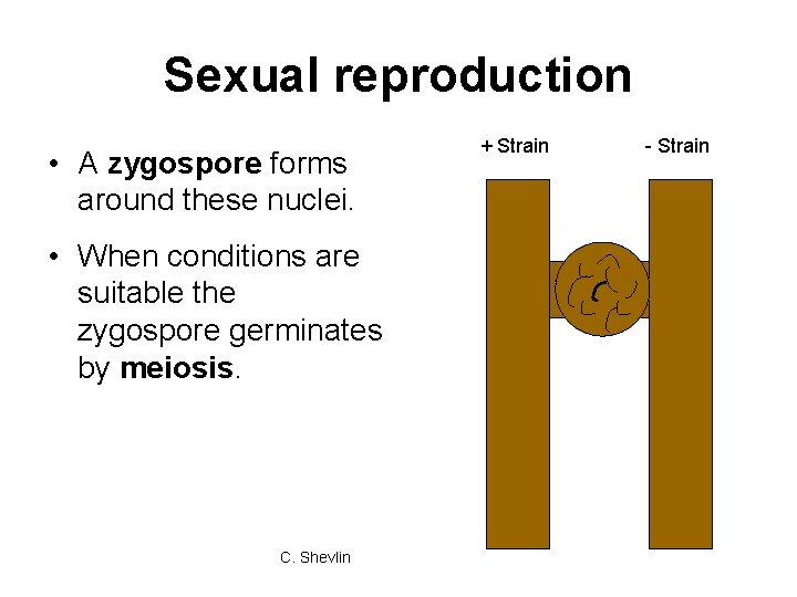 Sexual reproduction • A zygospore forms around these nuclei. • When conditions are suitable