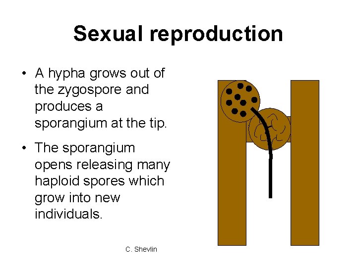 Sexual reproduction • A hypha grows out of the zygospore and produces a sporangium