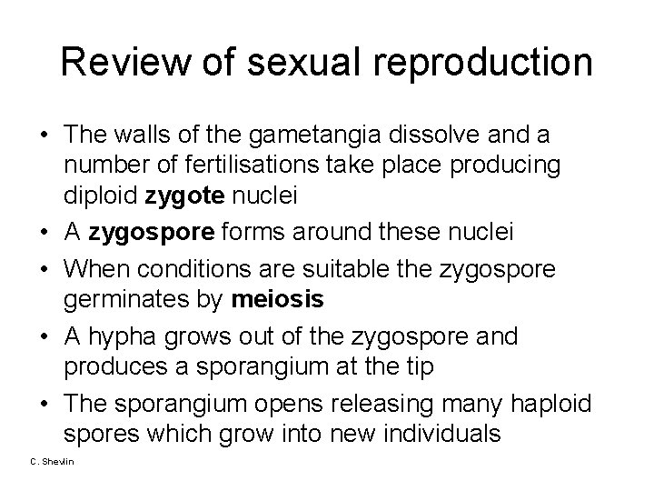 Review of sexual reproduction • The walls of the gametangia dissolve and a number