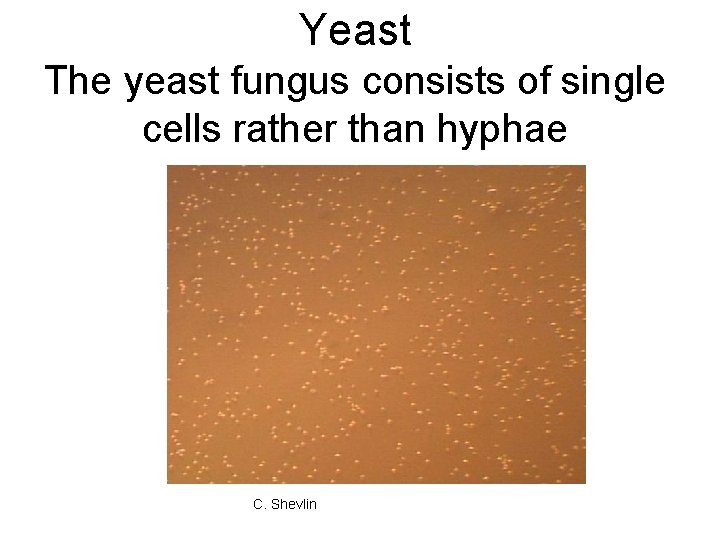 Yeast The yeast fungus consists of single cells rather than hyphae C. Shevlin 