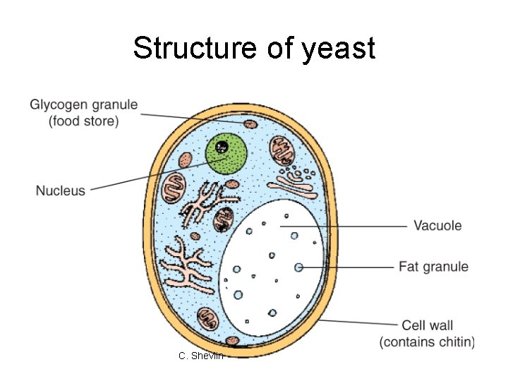 Structure of yeast C. Shevlin 