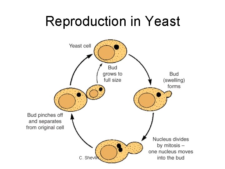 Reproduction in Yeast C. Shevlin Reproduction in Yeast C. Shevlin