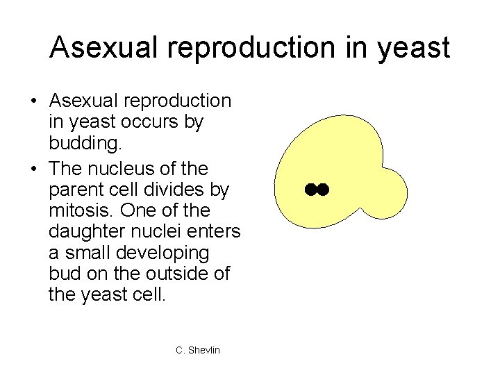 Asexual reproduction in yeast • Asexual reproduction in yeast occurs by budding. • The