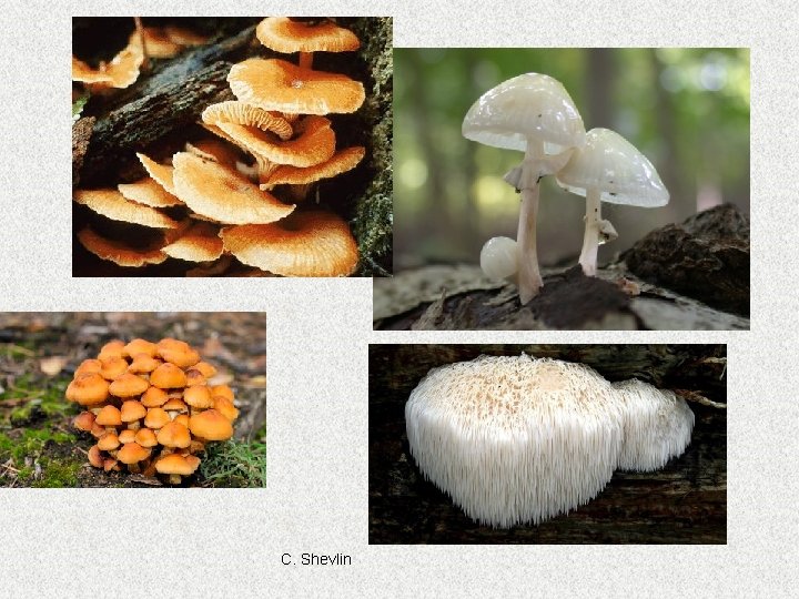 C. Shevlin C. Shevlin