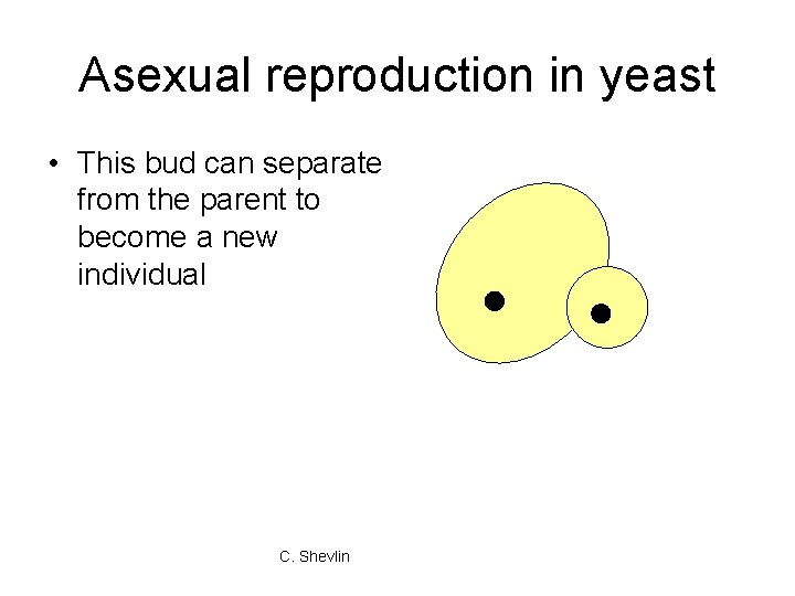 Asexual reproduction in yeast • This bud can separate from the parent to become