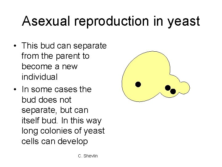 Asexual reproduction in yeast • This bud can separate from the parent to become