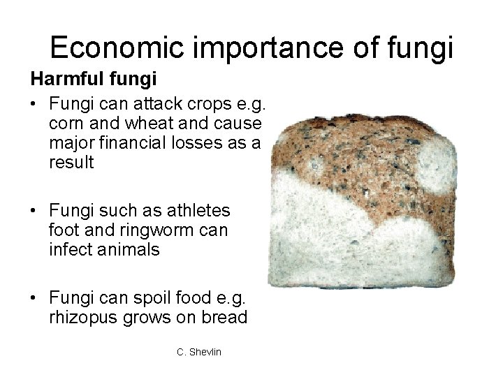 Economic importance of fungi Harmful fungi • Fungi can attack crops e. g. corn