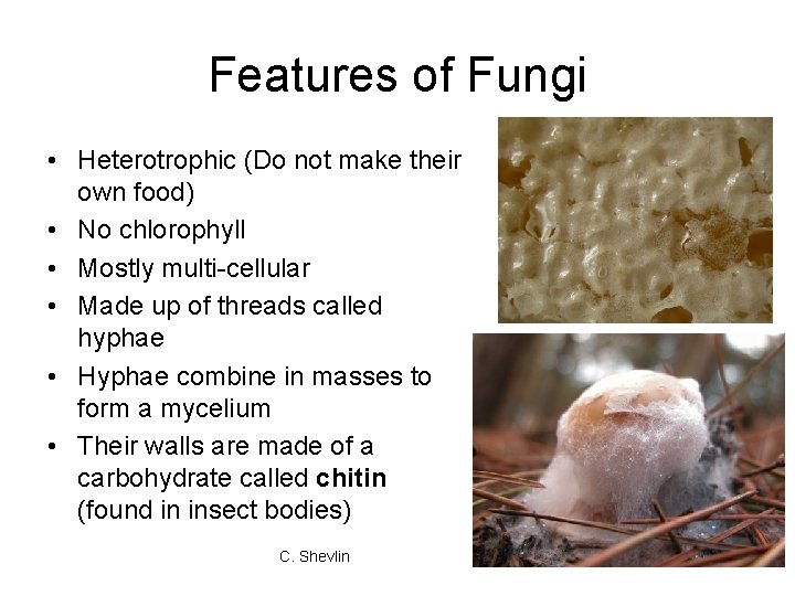Features of Fungi • Heterotrophic (Do not make their own food) • No chlorophyll Features of Fungi • Heterotrophic (Do not make their own food) • No chlorophyll