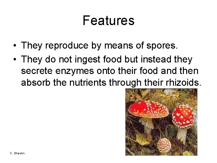 Features • They reproduce by means of spores. • They do not ingest food