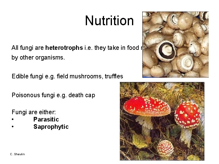 Nutrition All fungi are heterotrophs i. e. they take in food made by other