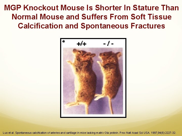 MGP Knockout Mouse Is Shorter In Stature Than Normal Mouse and Suffers From Soft