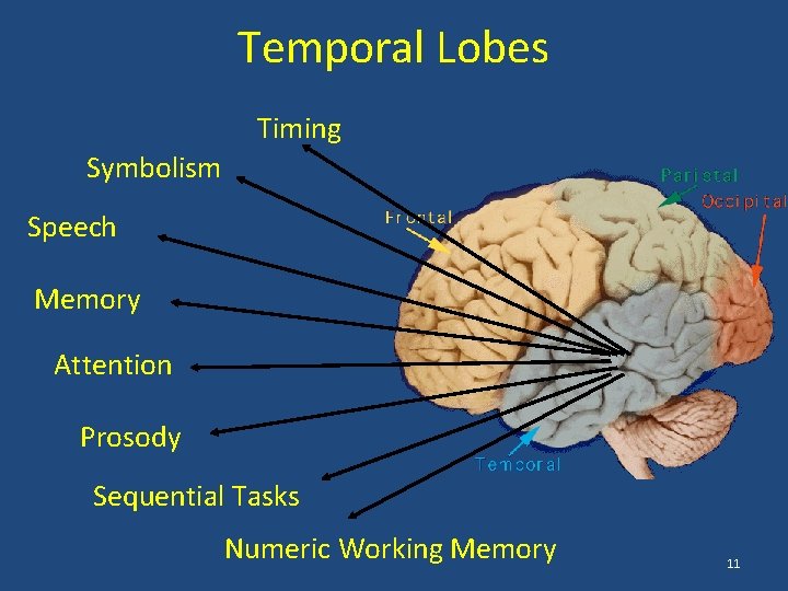 Temporal Lobes Timing Symbolism Speech Memory Attention Prosody Sequential Tasks Numeric Working Memory 11