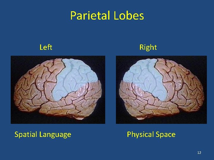 Parietal Lobes Left Spatial Language Right Physical Space 12 