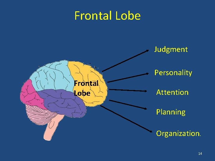 Frontal Lobe Judgment Personality Frontal Lobe Attention Planning Organization. 14 