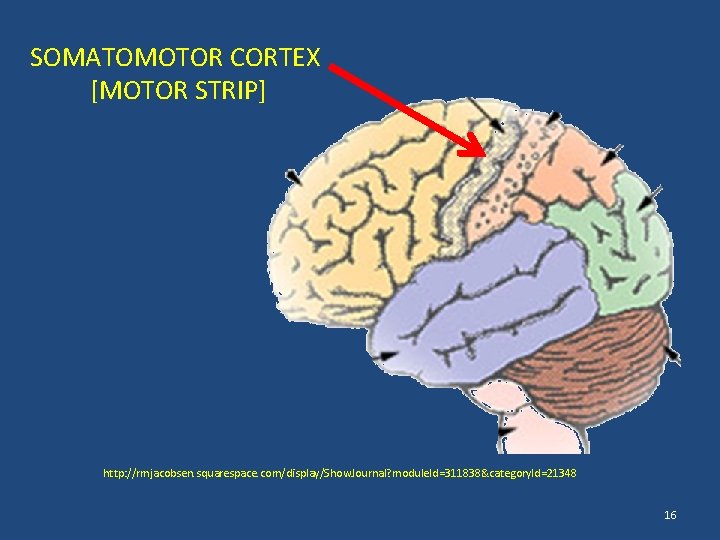 SOMATOMOTOR CORTEX [MOTOR STRIP] http: //rmjacobsen. squarespace. com/display/Show. Journal? module. Id=311838&category. Id=21348 16 