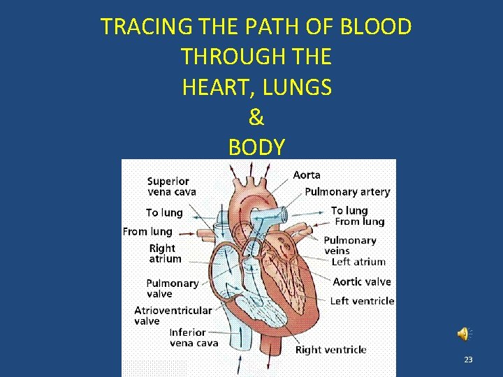 TRACING THE PATH OF BLOOD THROUGH THE HEART, LUNGS & BODY 23 