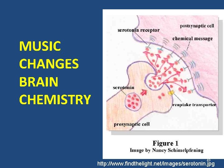 MUSIC CHANGES BRAIN CHEMISTRY 49 http: //www. findthelight. net/images/serotonin. jpg 