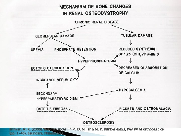 Brinker, M. R. (2000). Basic sciences. In M. D. Miller & M. R. Brinker