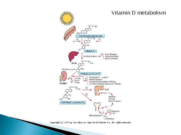 Vitamin D metabolism 