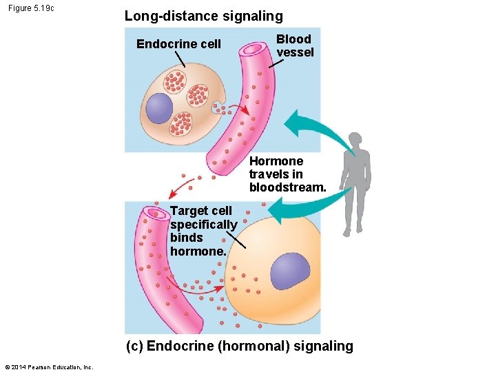 Figure 5. 19 c Long-distance signaling Endocrine cell Blood vessel Hormone travels in bloodstream.