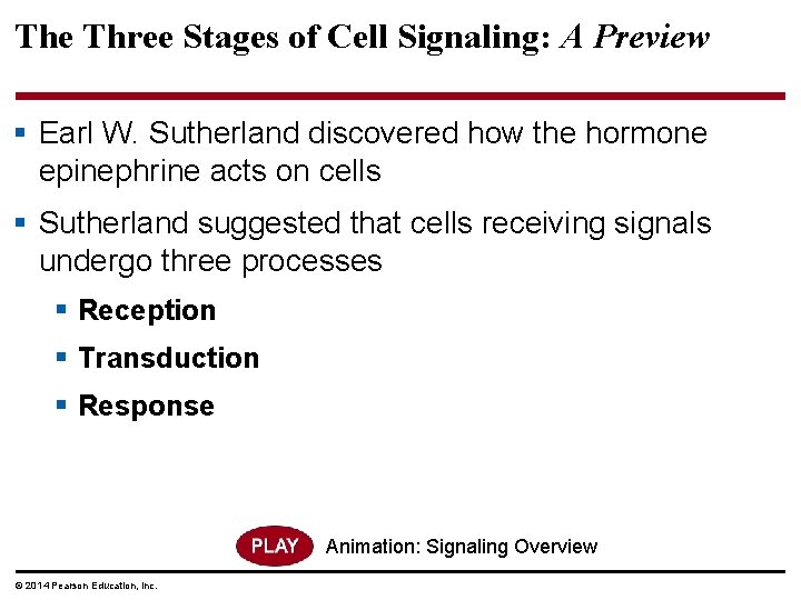 The Three Stages of Cell Signaling: A Preview § Earl W. Sutherland discovered how