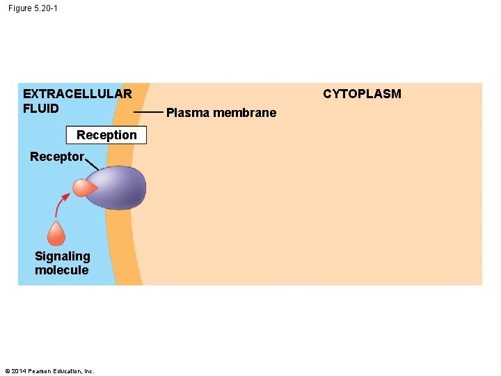 Figure 5. 20 -1 EXTRACELLULAR FLUID Reception Receptor Signaling molecule © 2014 Pearson Education,