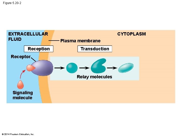 Figure 5. 20 -2 EXTRACELLULAR FLUID Reception CYTOPLASM Plasma membrane Transduction Receptor Relay molecules