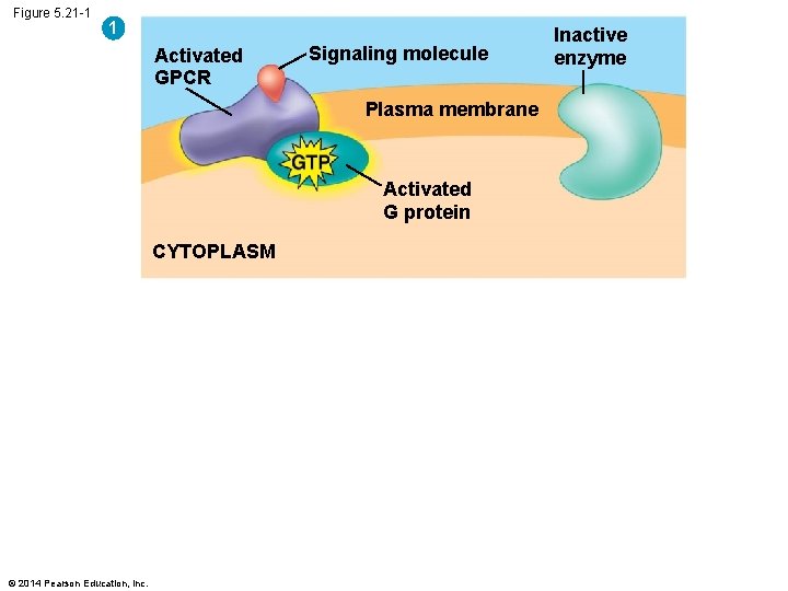 Figure 5. 21 -1 1 Activated GPCR Signaling molecule Plasma membrane Activated G protein