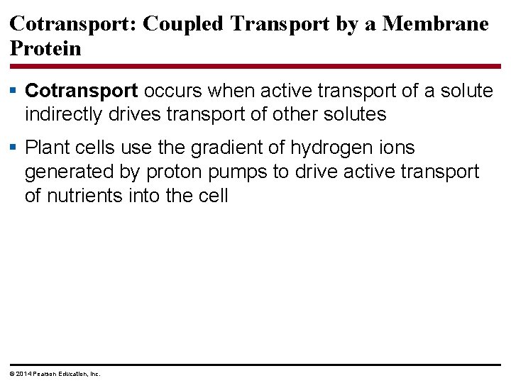 Cotransport: Coupled Transport by a Membrane Protein § Cotransport occurs when active transport of