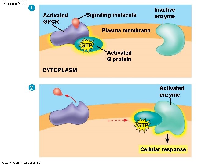 Figure 5. 21 -2 1 Activated GPCR Inactive enzyme Signaling molecule Plasma membrane Activated