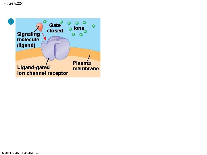 Figure 5. 22 -1 1 Signaling molecule (ligand) Gate closed Ligand-gated ion channel receptor