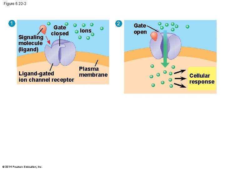 Figure 5. 22 -2 1 Signaling molecule (ligand) Gate closed Ligand-gated ion channel receptor