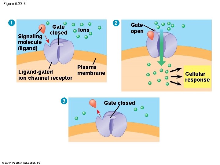 Figure 5. 22 -3 1 Signaling molecule (ligand) Gate closed Ligand-gated ion channel receptor